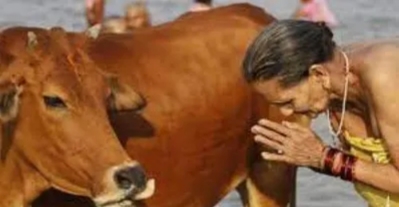 الهند تواجه تفشي كورونا بفضلات الأبقار والأطباء يبدون رأيهم في ذلك
